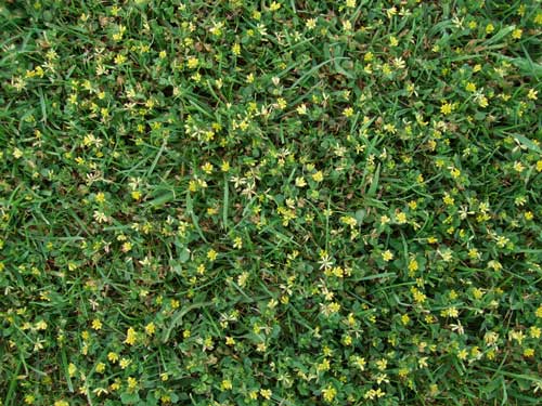 Yellow Suckling Clover – Birds Foot Trefoil.